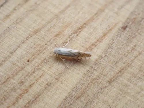 Phyllonorycter heegeriella