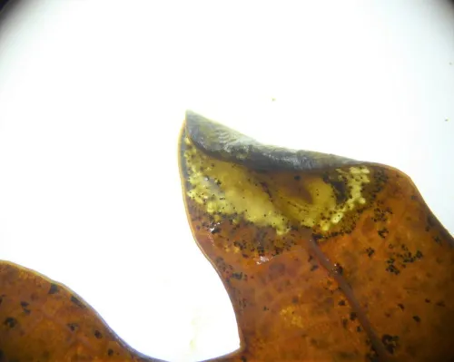 Phyllonorycter heegeriella - photo 2