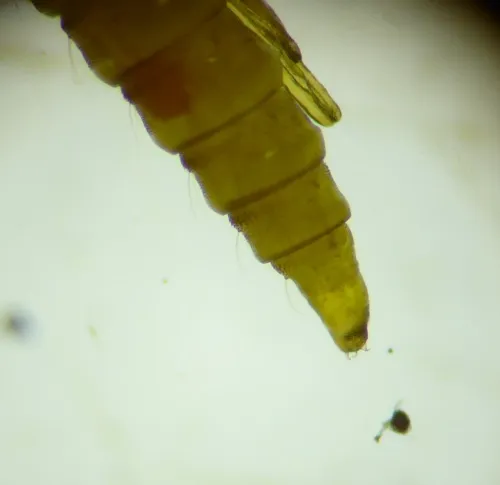 Phyllonorycter heegeriella - photo 3