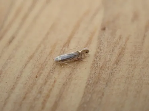 Phyllonorycter heegeriella - photo 4