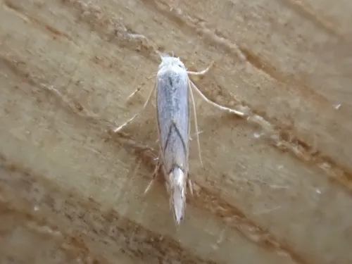 Phyllonorycter heegeriella - photo 5