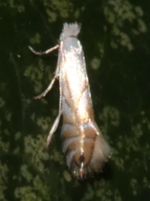 Phyllonorycter heegeriella - photo 6