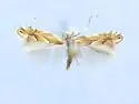 Phyllonorycter incanella - Hodges#0757 - Phyllonorycter incanella