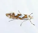 Phyllonorycter insignis - Hodges#0758