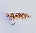 Phyllonorycter insignis - Hodges#0758 - photo 3