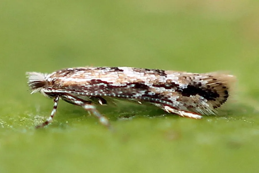 Lime Leafminer - photo 2