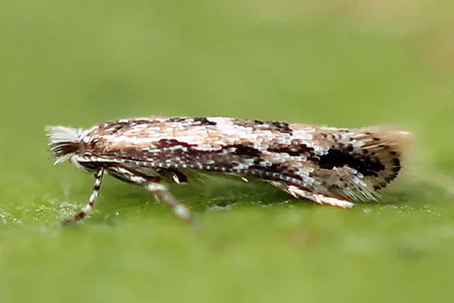 Lime Leafminer - photo 4