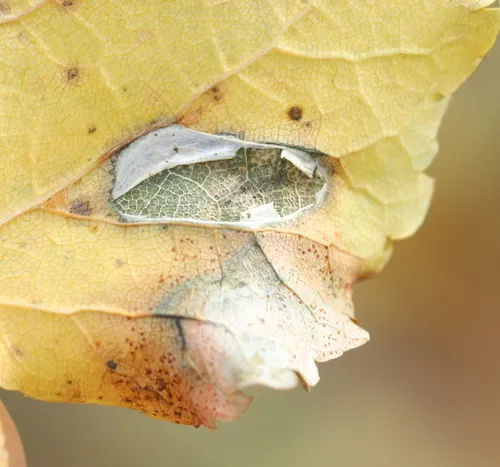 Lime Leafminer - photo 5