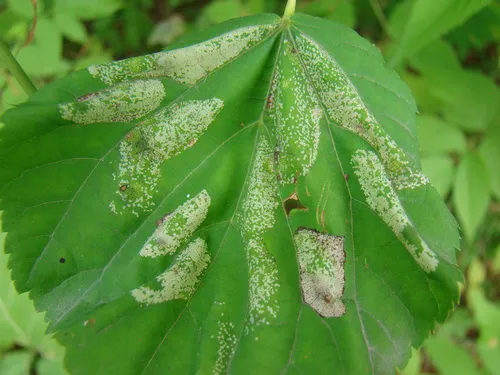 Lime Leafminer - photo 6