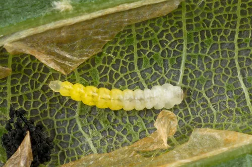 Lime Leafminer - photo 7