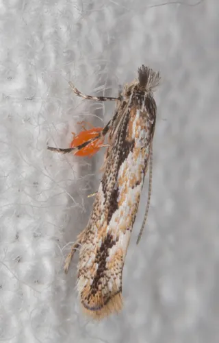 Lime Leafminer - photo 8