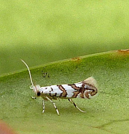 Phyllonorycter joannisi