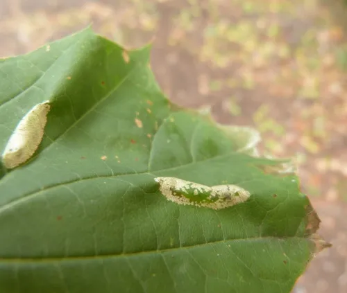 Phyllonorycter joannisi - photo 2