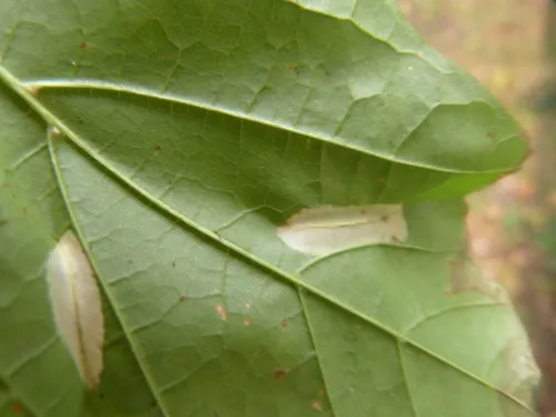 Phyllonorycter joannisi - photo 3