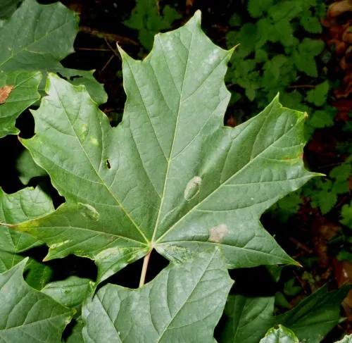 Phyllonorycter joannisi - photo 4