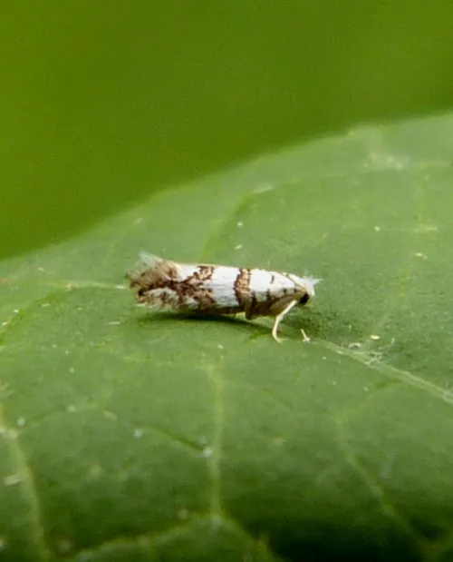 Phyllonorycter joannisi - photo 5