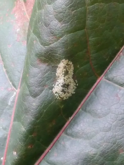 Phyllonorycter joannisi - photo 6
