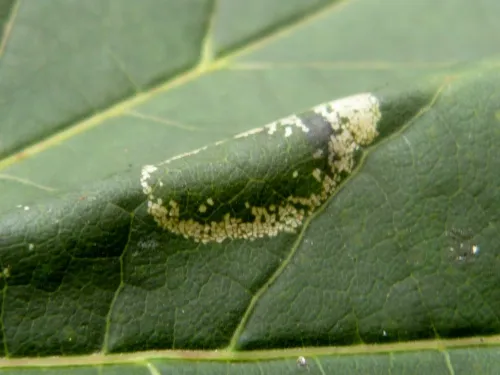 Phyllonorycter joannisi - photo 7