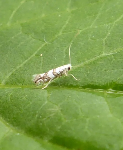 Phyllonorycter joannisi - photo 8
