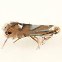 Phyllonorycter kearfottella - Hodges#0761