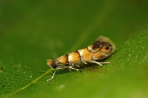 Phyllonorycter klemannella