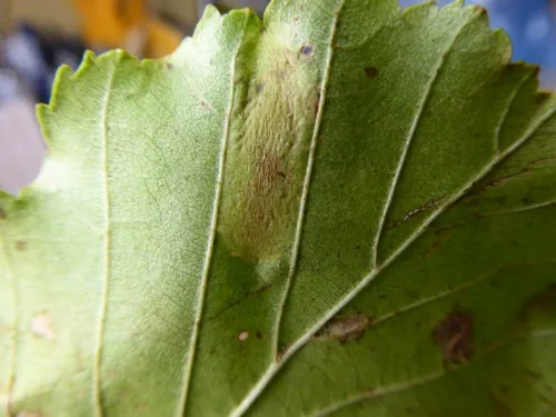 Phyllonorycter klemannella - photo 2