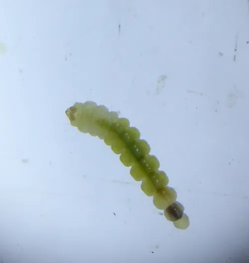 Phyllonorycter klemannella - photo 3
