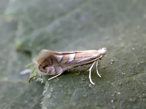 Phyllonorycter lantanella