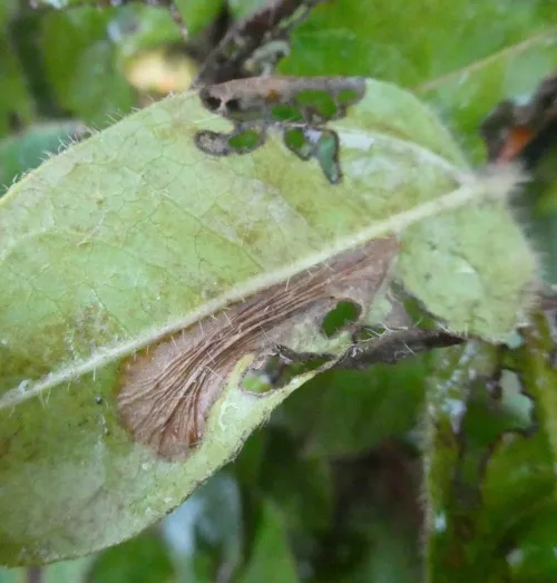 Phyllonorycter lantanella - photo 2
