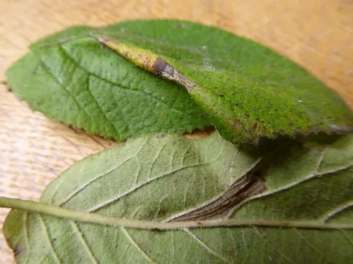 Phyllonorycter lantanella - photo 3