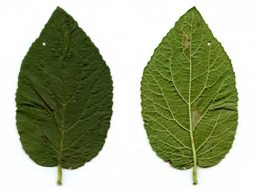 Phyllonorycter lantanella - photo 4