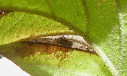 Phyllonorycter lantanella - photo 5