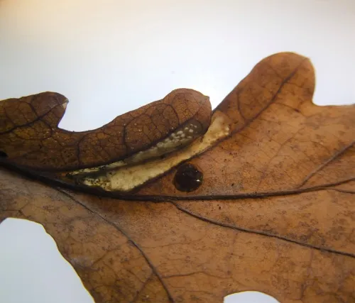 Phyllonorycter lautella