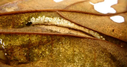 Phyllonorycter lautella - photo 2
