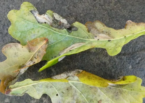 Phyllonorycter lautella - photo 3