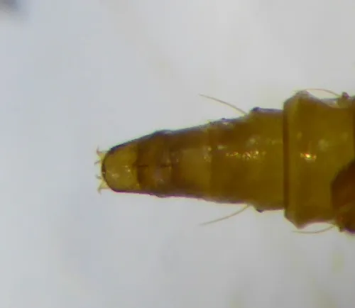 Phyllonorycter lautella - photo 4