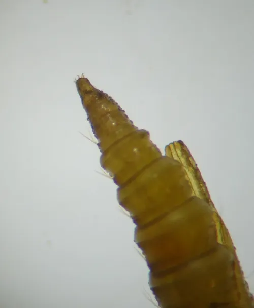 Phyllonorycter lautella - photo 5