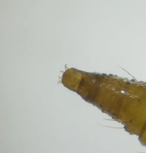 Phyllonorycter lautella - photo 6