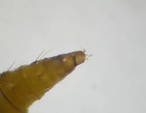 Phyllonorycter lautella - photo 7