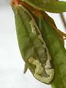 Phyllonorycter ledella - Hodges#0763