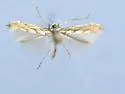 Phyllonorycter leucothorax - Hodges#0826