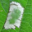 Basswood Square-blotch Miner Moth - Hodges#0764