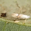 Basswood Square-blotch Miner Moth - Hodges#0764 - photo 2