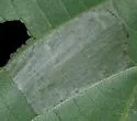 Basswood Square-blotch Miner Moth - Hodges#0764 - photo 3
