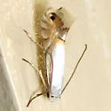 Lesser Maple Leaf Blotch Miner - Hodges#0765