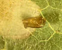Lesser Maple Leaf Blotch Miner - Hodges#0765 - photo 3