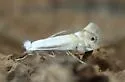 Lesser Maple Leaf Blotch Miner - Hodges#0765 - photo 4