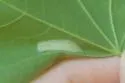 Lesser Maple Leaf Blotch Miner - Hodges#0765 - photo 5
