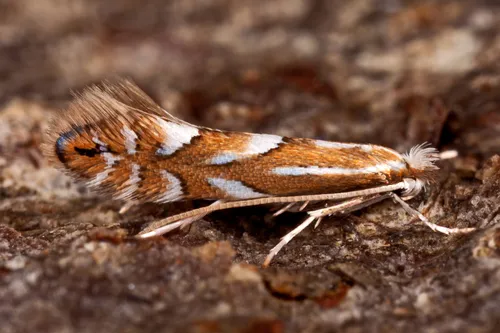 Phyllonorycter maestingella - Phyllonorycter maestingella