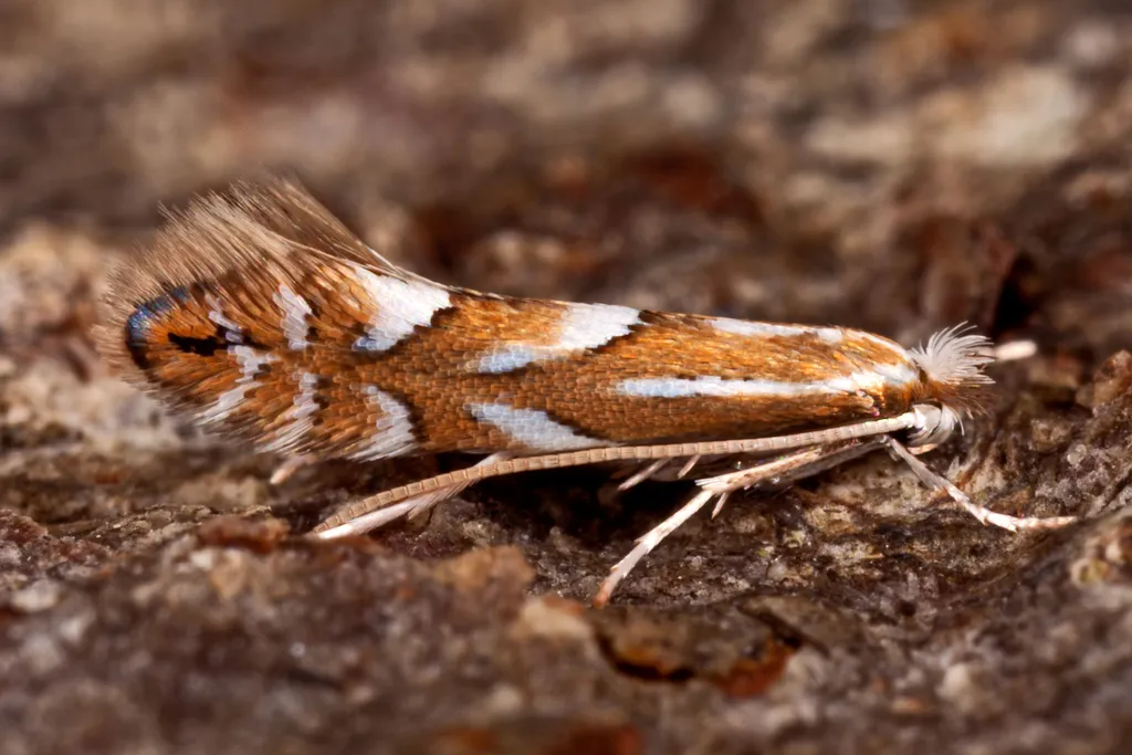 Phyllonorycter maestingella - photo 2